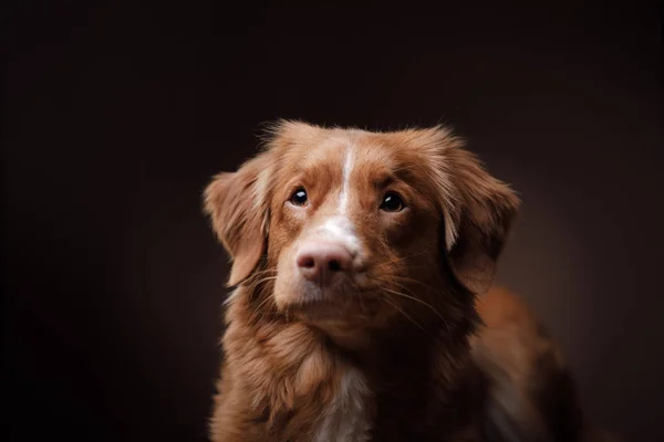 Hond nova scotia eend tolling retriever — Stockfoto