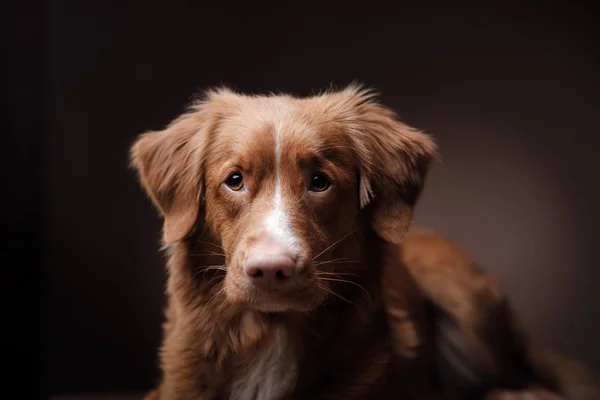 Dog nova scotia duck Maut-Retriever — Stockfoto