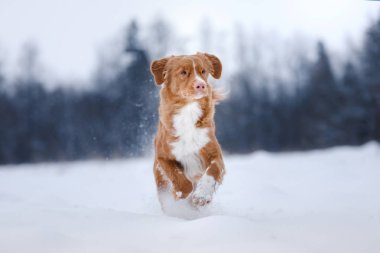 Dog runnig over a stick in nature, winter and snow clipart