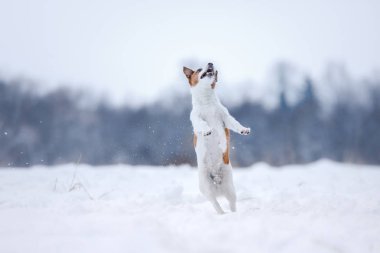 Jack Russell Terrier, alanında çalışan küçük active köpek