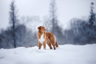 köpek ormanda, kışın, kar yağıyor