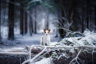 köpek açık havada, ormanın içinde ruh kış
