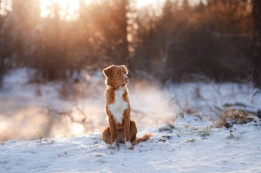 Nova Scotia Duck Tolling Retriever açık havada kışın köpek