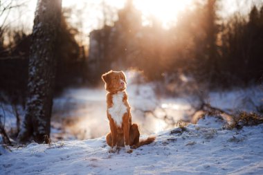 Nova Scotia Duck Tolling Retriever açık havada kışın köpek