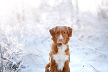 köpek ağaçta, kışın, kar yağıyor