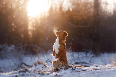 Nova Scotia Duck Tolling Retriever açık havada kışın köpek