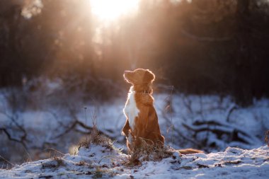 Nova Scotia Duck Tolling Retriever açık havada kışın köpek