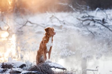 Nova Scotia Duck Tolling Retriever açık havada kışın köpek