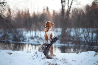 köpek ormanda, kışın, kar yağıyor