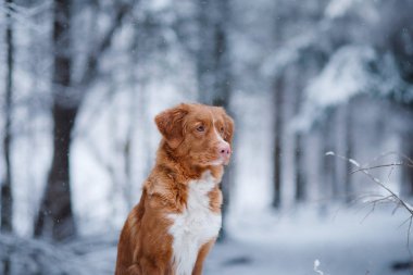 köpek ormanda, kışın, kar yağıyor