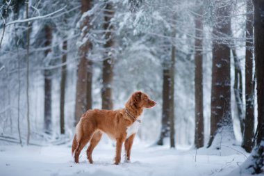 köpek ormanda, kışın, kar yağıyor