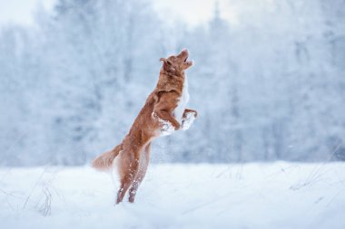 Alanını oynayan Nova Scotia Duck Tolling Retriever köpek