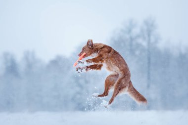 Alanını oynayan Nova Scotia Duck Tolling Retriever köpek