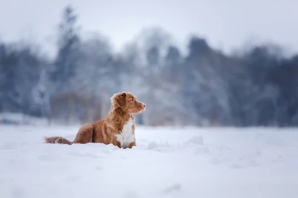 Собака зимой, идет снег — стоковое фото