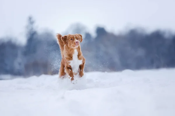 Hund runnig över en pinne i naturen, vinter och snö — Stockfoto
