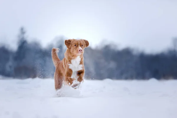 自然、冬や雪に棒を追いかけている犬 — ストック写真