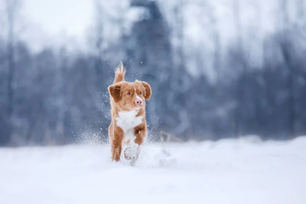 Σκύλος runnig πάνω από ένα ραβδί στη φύση, το χειμώνα και το χιόνι — Φωτογραφία Αρχείου