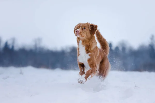 Perro corriendo sobre un palo en la naturaleza, el invierno y la nieve — Foto de Stock