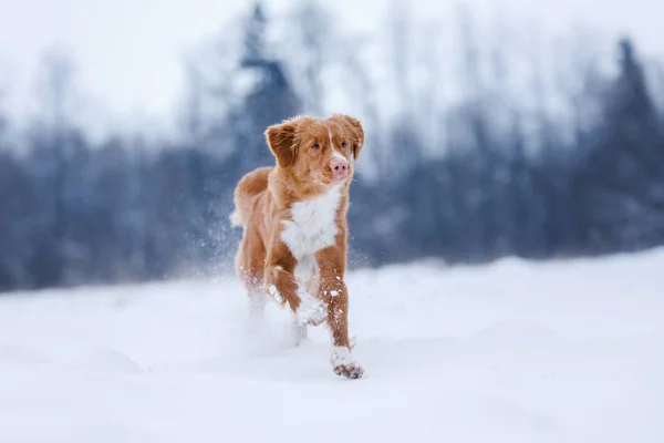 Cane che corre su un bastone in natura, inverno e neve — Foto Stock