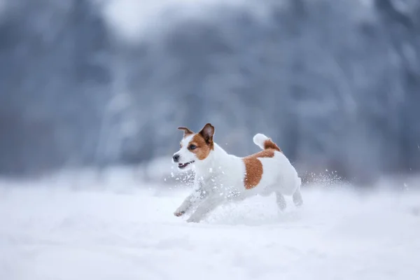 Jack Russell Terrier, pequeño perro activo corriendo en el campo — Foto de Stock