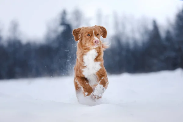 Dog runnig over a stick in nature, winter and snow — Stock Photo, Image