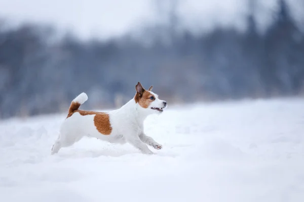 Jack Russell Terrier, petit chien actif qui court sur le terrain — Photo