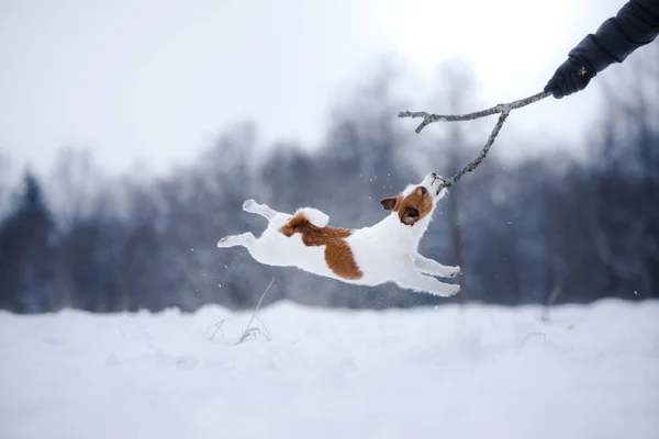 Jack Russell Terrier, liten aktiv hund körs i fältet — Stockfoto