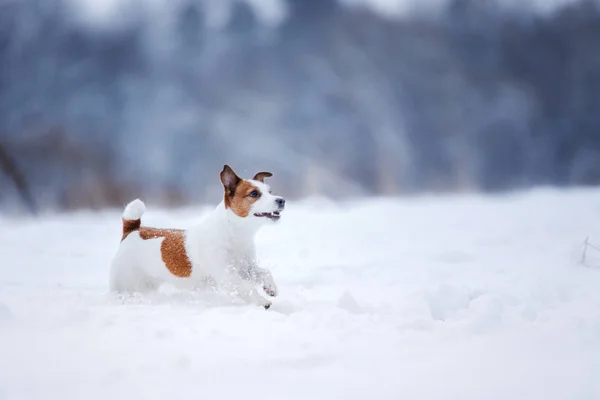 Jack Russell Terrier, liten aktiv hund körs i fältet — Stockfoto