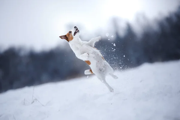 Jack Russell Terrier, petit chien actif qui court sur le terrain — Photo