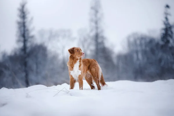 狗在森林里，在冬天，下雪 — 图库照片