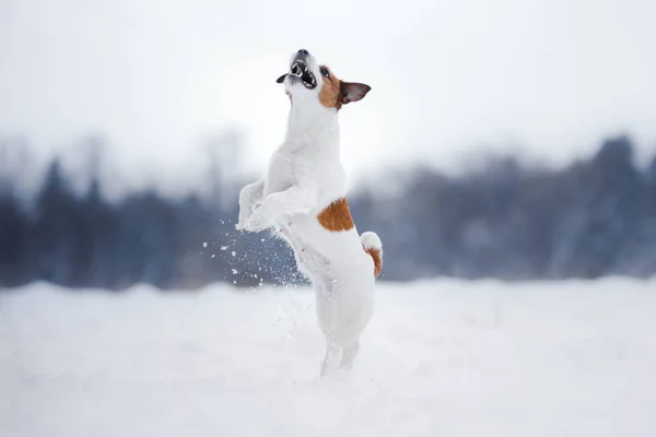 Jack Russell Terrier, alanında çalışan küçük active köpek — Stok fotoğraf