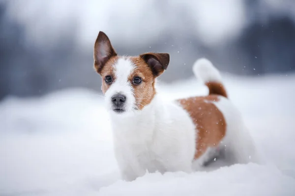 Σκύλος σε εξωτερικούς χώρους, με το δάσος, Χειμώνας διαθέσεων — Φωτογραφία Αρχείου