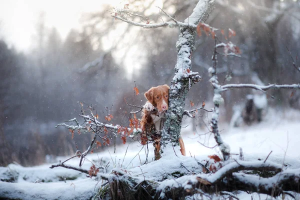 Pies w lesie, zimą pada śnieg — Zdjęcie stockowe
