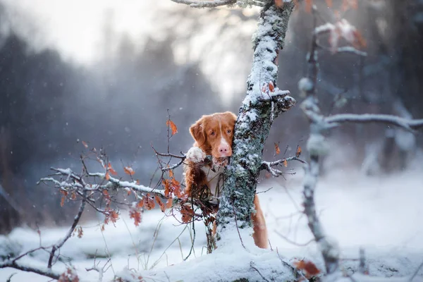 Hund i skogen, på vintern, det snöar — Stockfoto