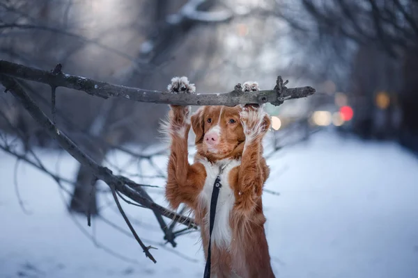 Hund im Baum, im Winter schneit es — Stockfoto