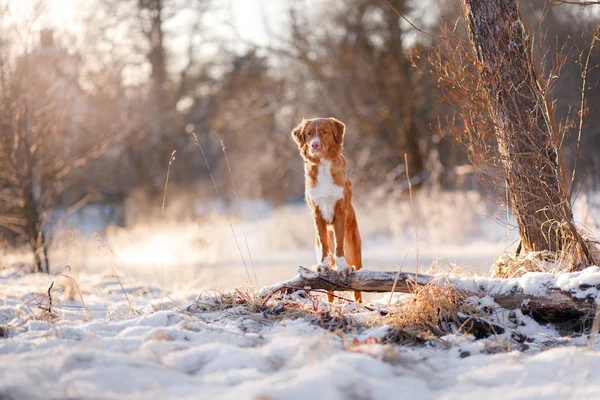 Retriever camina en el bosque de invierno — Foto de Stock