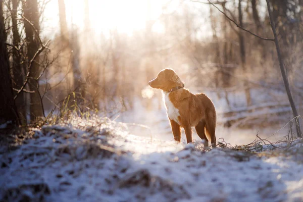 Dog Nova Scotia Duck Tolling Retriever outdoors in winter mood — Stock Photo, Image