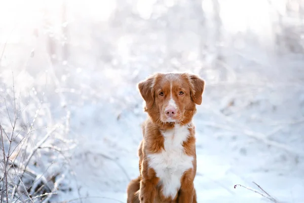 Cane nell'albero, in inverno nevica — Foto Stock