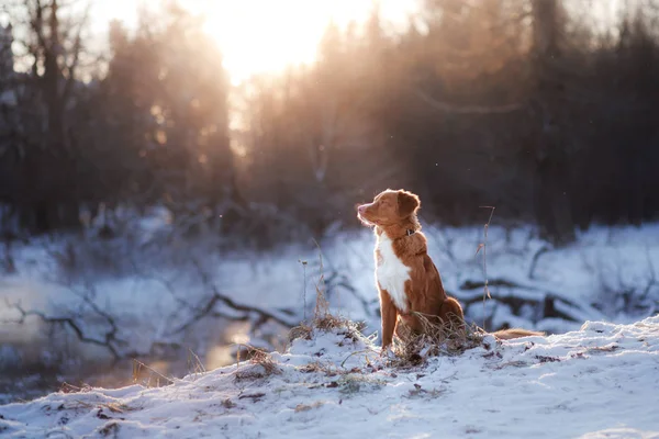 Dog Nova Scotia Duck Tolling Retriever outdoors in winter — Stock Photo, Image