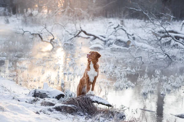 Cão Nova Scotia Pato Tolling Retriever ao ar livre no inverno — Fotografia de Stock