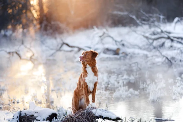 Cão Nova Scotia Pato Tolling Retriever ao ar livre no inverno — Fotografia de Stock