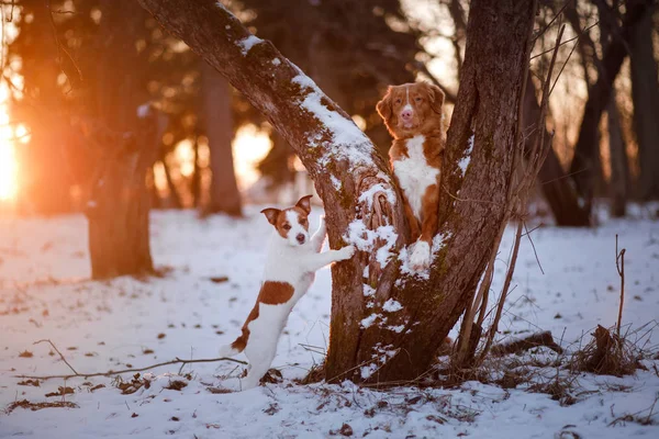 Retriever dog and Jack Russell terrier in the snow — Stock Photo, Image