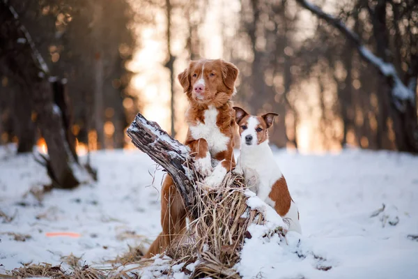 Retriever dog and Jack Russell terrier in the snow — Stock Photo, Image