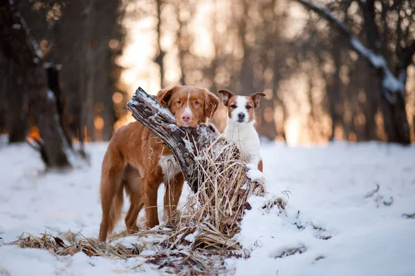 Retriever dog and Jack Russell terrier in the snow — Stock Photo, Image