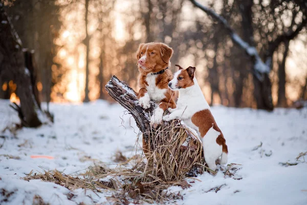 Retriever perro y Jack Russell terrier en la nieve — Foto de Stock