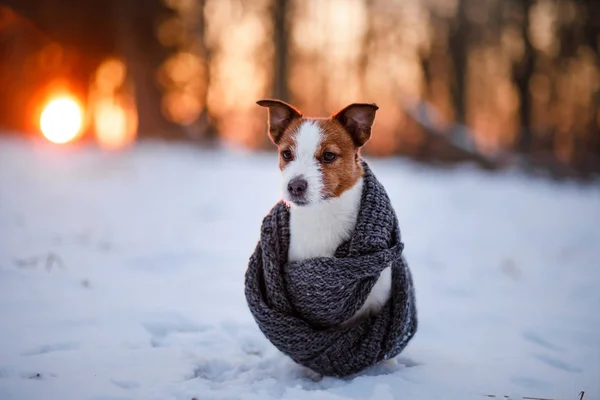 Köpek kış ruh günbatımı üzerinde Noel ağaçları, içinde açık havada — Stok fotoğraf