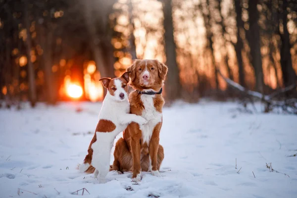 Perro Jack Russell Terrier y Nova Scotia Duck Tolling Retriever —  Fotos de Stock