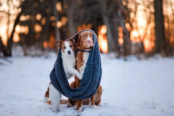 Dog Jack Russell Terrier and Nova Scotia Duck Tolling Retriever — Stock Photo, Image