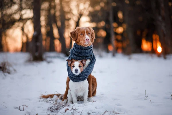 Собака Джек Рассел тер'єр а Нова Шотландія качка дзвін ретрівер — стокове фото