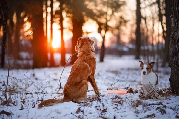 Retriever walks in the winter forest